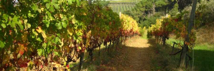 Itinerario enogastronomico